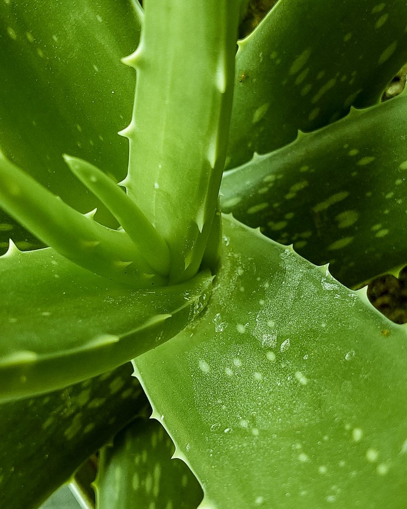 plante aloe vera